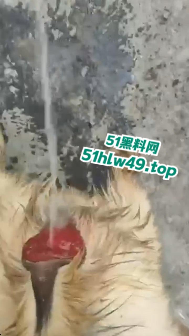 公羊群竟也有基佬,瓜友曝光自己家小羊遭一群公羊后入轮奸,屁眼都给干翻了把小编都看笑了!-4