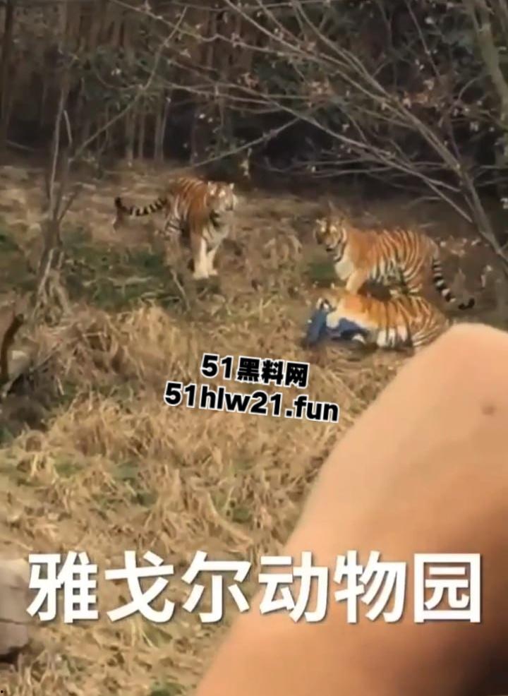 浙江宁波雅戈尔动物园,男子翻越围墙遭老虎攻击致死,老虎遭警方枪杀,园方称死者并没有买票。-2