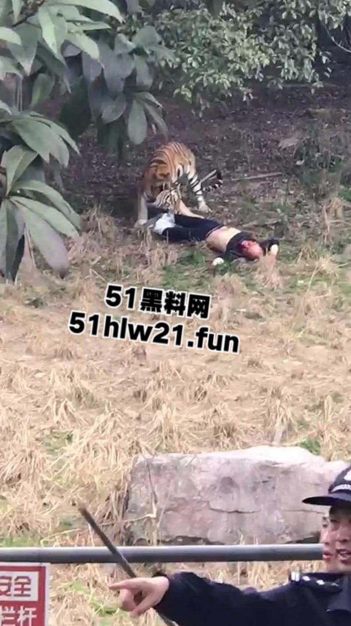 浙江宁波雅戈尔动物园,男子翻越围墙遭老虎攻击致死,老虎遭警方枪杀,园方称死者并没有买票。-4
