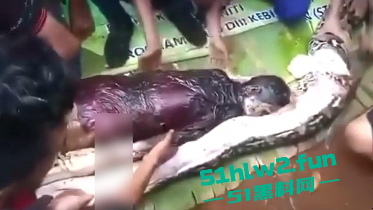 印尼猎奇事件,一妇女在回家途中遭蟒蛇袭击,将其缠绕致死后将妇女吞入腹中被村民发现将蟒蛇打死。-8