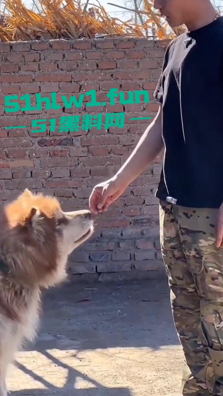 网红狗艾特疑遭训狗师【潘宏】虐待致死,女明星陈乔恩蹭热点带节奏被网友骂上热搜。-1