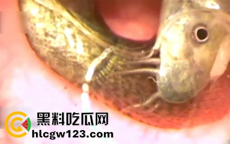 日本顶级虐待调教，炮机暴虐泥鳅灌肠，保鲜膜束缚捆绑内窥镜透视，玩的美女惨叫连连！-4