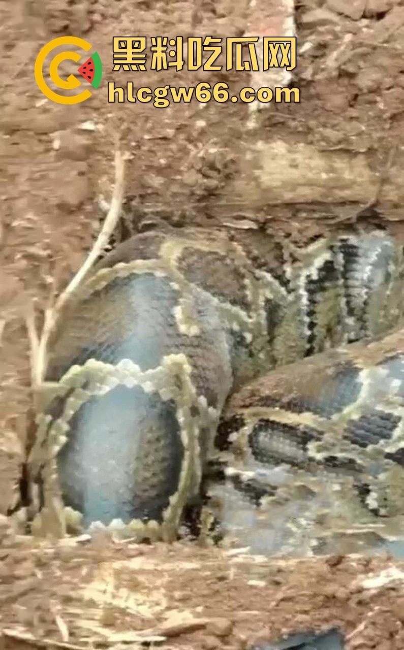 广西迁坟扫墓 棺材内惊现大蟒蛇 尸体被吃光 场面毛骨悚然 果然恐怖电影都源于现实啊！-8