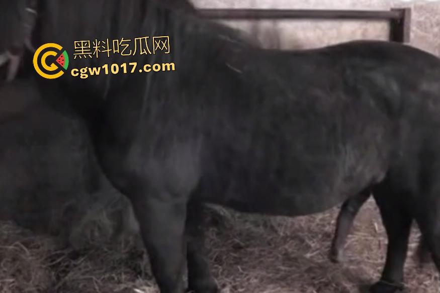 女主人用骚逼安慰发情马儿,大鸡巴插几分钟射精,戴套不过瘾还要换马射满子宫,马儿心想:就插这么点,跟我玩呢!-1