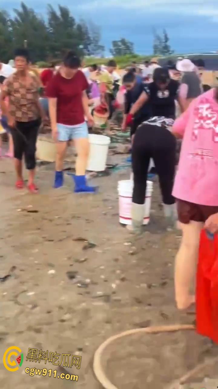桦加沙台风卷海鲜上岸，街坊抢货如过年，海洋环境突变可能导致藻类大量繁殖，有毒勿食贪嘴小心躺板板！-4