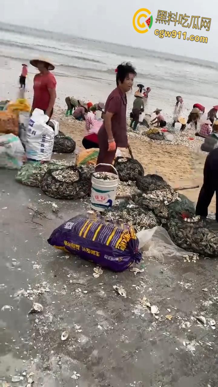 桦加沙台风卷海鲜上岸，街坊抢货如过年，海洋环境突变可能导致藻类大量繁殖，有毒勿食贪嘴小心躺板板！-7