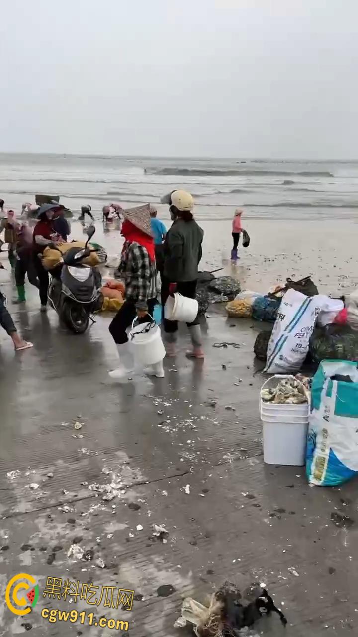 桦加沙台风卷海鲜上岸，街坊抢货如过年，海洋环境突变可能导致藻类大量繁殖，有毒勿食贪嘴小心躺板板！-8