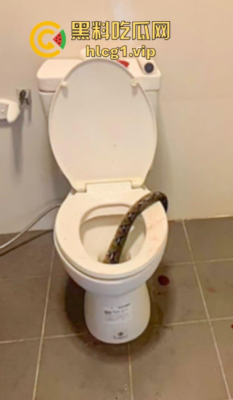 日了狗了！马桶藏12尺蟒蛇 男子下体被咬徒手擒蛇！-1