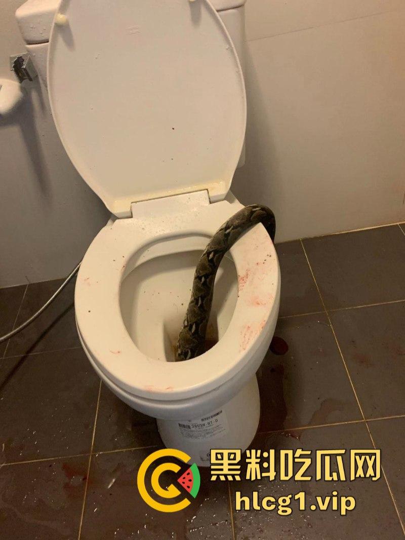 日了狗了！马桶藏12尺蟒蛇 男子下体被咬徒手擒蛇！-2