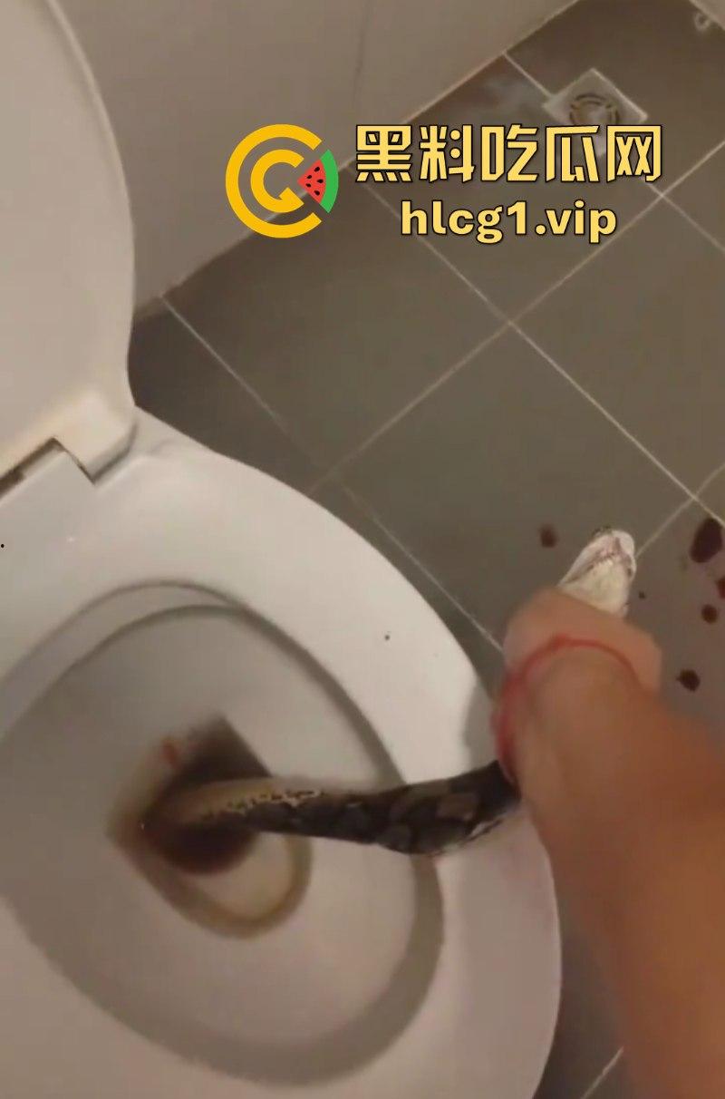 日了狗了！马桶藏12尺蟒蛇 男子下体被咬徒手擒蛇！-5