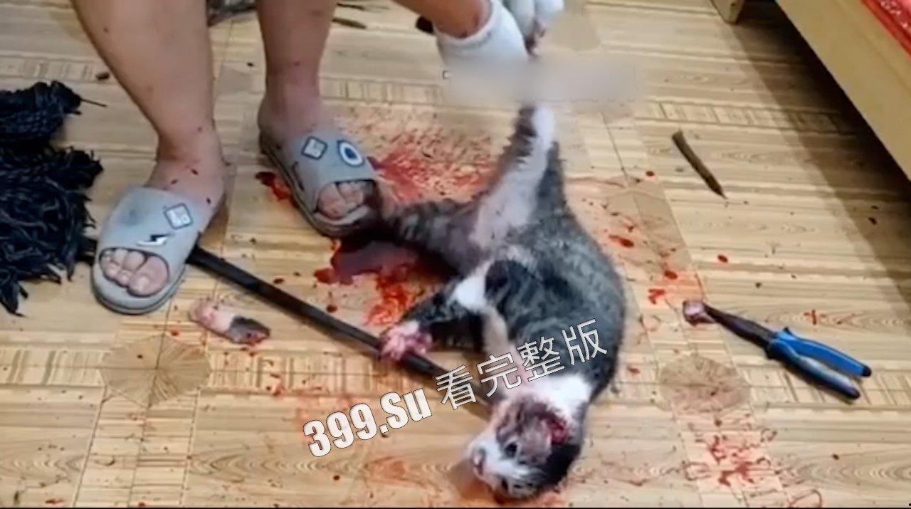 慎点！！！虐猫篇   面对没有反抗力的猫，人性中的恶被无限放大-2
