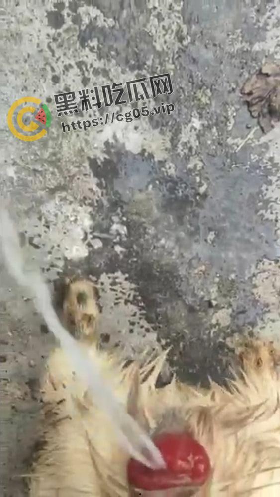 小公羊半夜爬进种羊舍 被二十多只种羊轮奸到脱肛 第二天还去 人搞男同见多了 第一次见男同羊-5