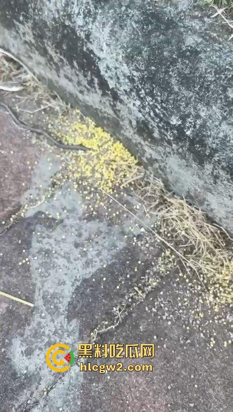 广州番禺区遛狗的注意了！有人在河边下毒，什么变态玩意儿？小心爱犬中招！-10