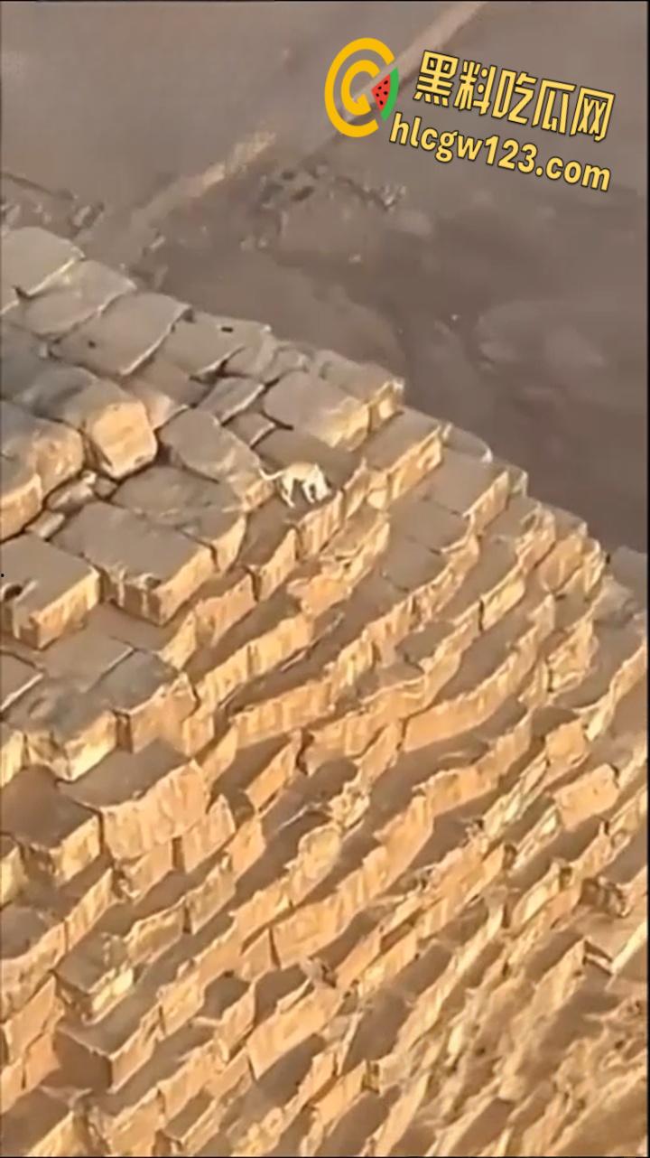 狗狗硬爬126米金字塔顶,狂吠耍帅当“法老”,稳稳下塔震惊全球!-4