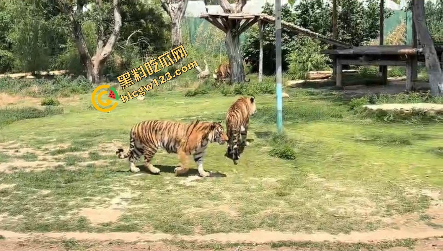 山东德州欧乐堡惊现一只大鹤误入虎区,七虎围成战术扇形现场1V7,最后成了热菜!-3