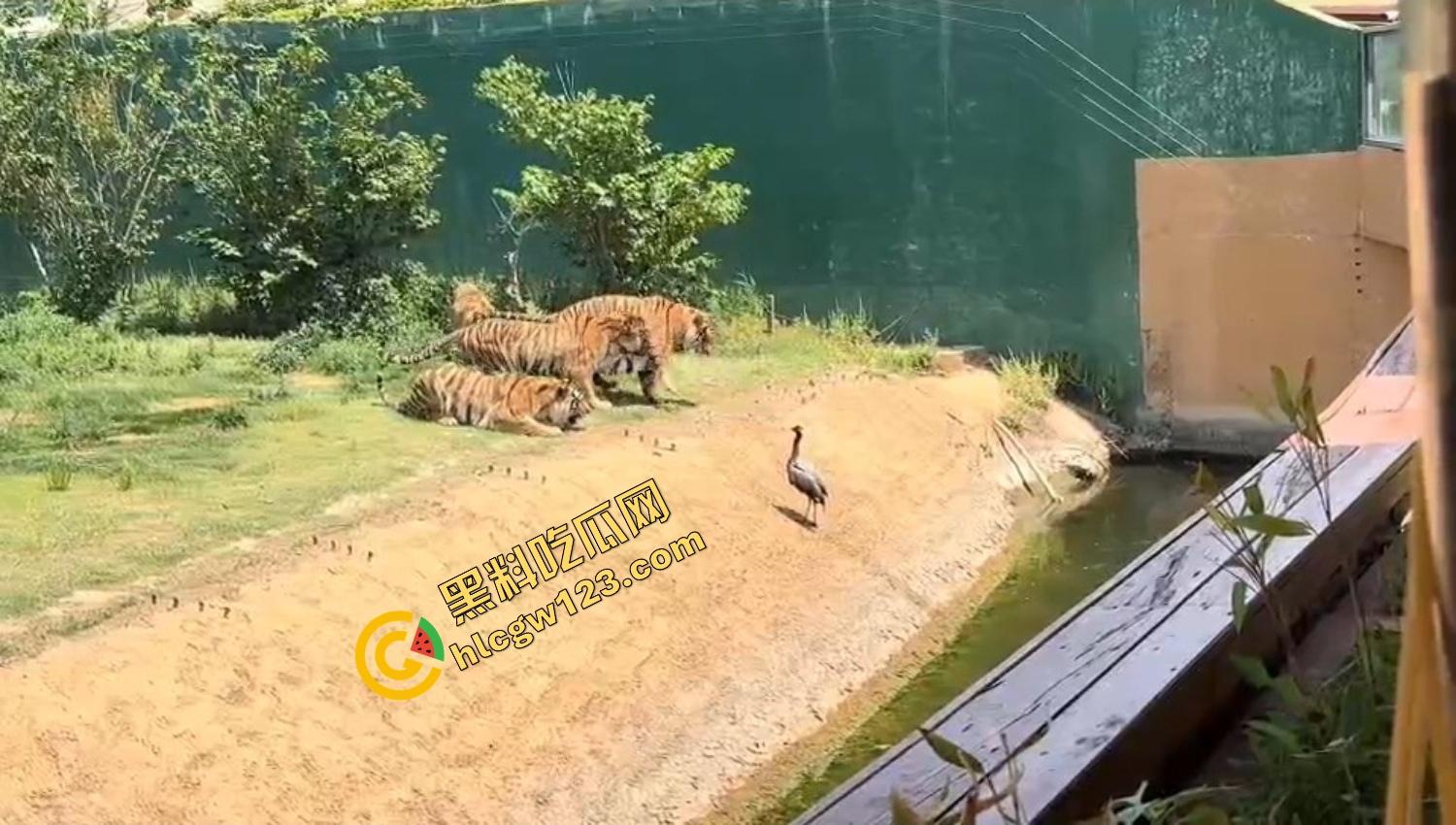 山东德州欧乐堡惊现一只大鹤误入虎区,七虎围成战术扇形现场1V7,最后成了热菜!-6