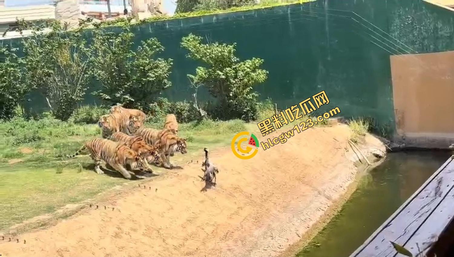 山东德州欧乐堡惊现一只大鹤误入虎区,七虎围成战术扇形现场1V7,最后成了热菜!-8