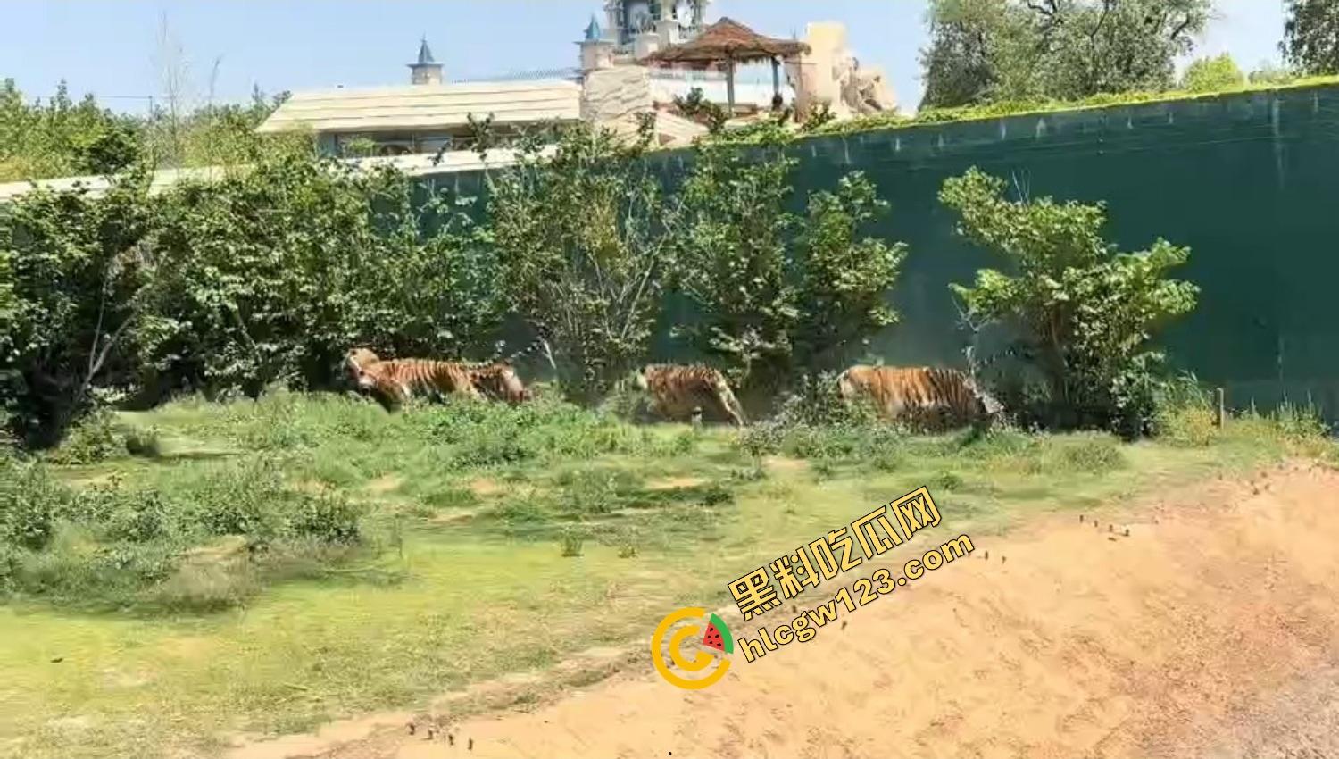 山东德州欧乐堡惊现一只大鹤误入虎区,七虎围成战术扇形现场1V7,最后成了热菜!-15