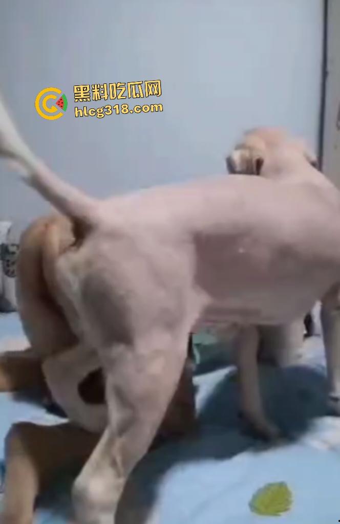 性爱伟大主题人与兽！灰丝肥臀熟女被拉布拉多猛操，不仅吃得多射的也多，射完后还清理残留精液！-2