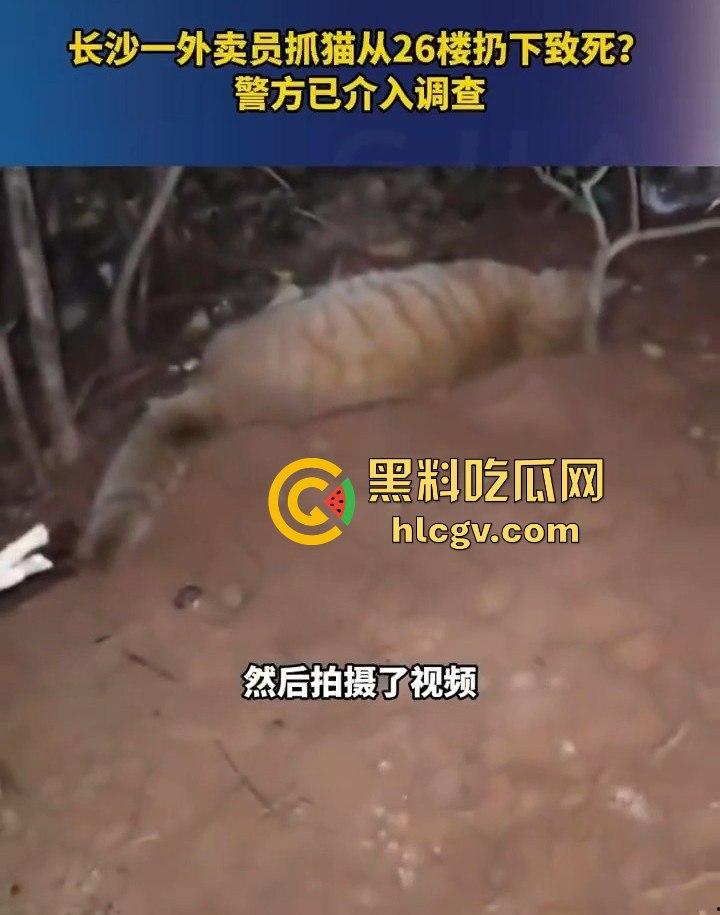 长沙外卖员丧心病狂虐猫!抓猫从26楼扔下当场摔死!-8