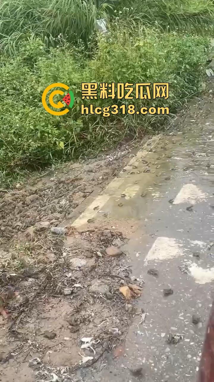 广东阳江地震后大奇观!路边出现巨量青蛙,排队组团迁徙,这是有什么说法吗?难道又要震了!-1