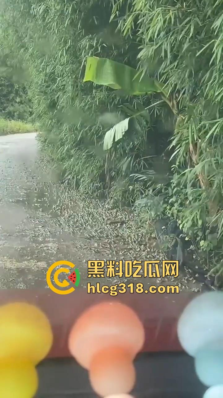 广东阳江地震后大奇观!路边出现巨量青蛙,排队组团迁徙,这是有什么说法吗?难道又要震了!-3