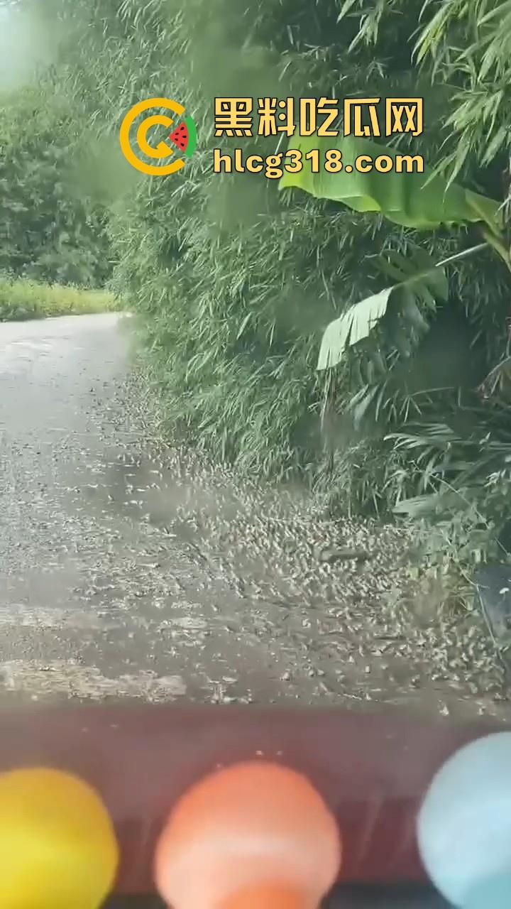 广东阳江地震后大奇观!路边出现巨量青蛙,排队组团迁徙,这是有什么说法吗?难道又要震了!-4