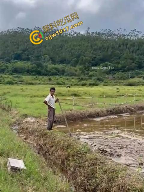 极品尤物CikaiMoon大尺度暴露！穿越稻田，酮体迷人，巨波荡漾，翘臀蹦跳，农民伯伯纷纷回眸，欲火中烧！-10