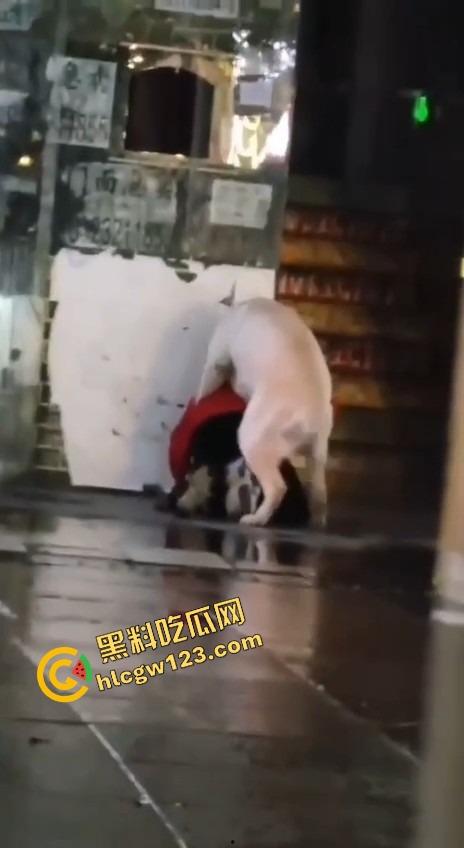 成都00后小孩哥街头遛狗变骚戏，大街上让狗日得嗷嗷浪叫，母0贱态趴在地上撅着屁股让狗抱！-4