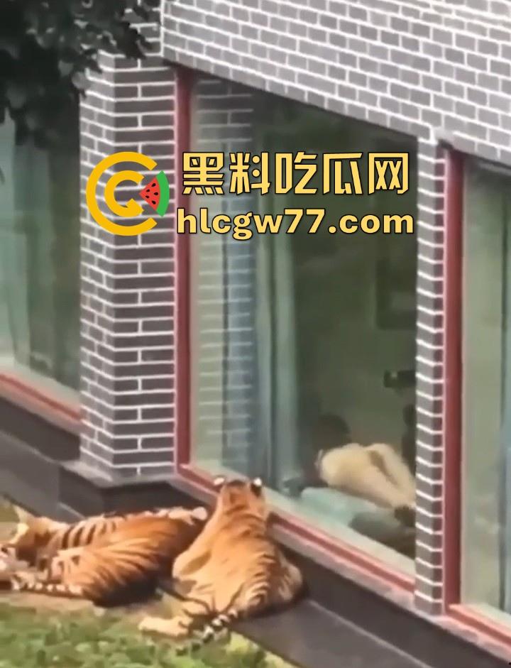 广西柳州雄景生态酒店 美女落地窗前全裸勾引老虎 多方位展示娇躯 大胆露出小穴 老虎竟看的津津有味！-3
