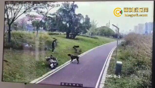 江西赣州母女在公园散步被四条野狗攻击撕咬，扯下来的肉被吃掉，暴露性伤口可以塞进一只手-5