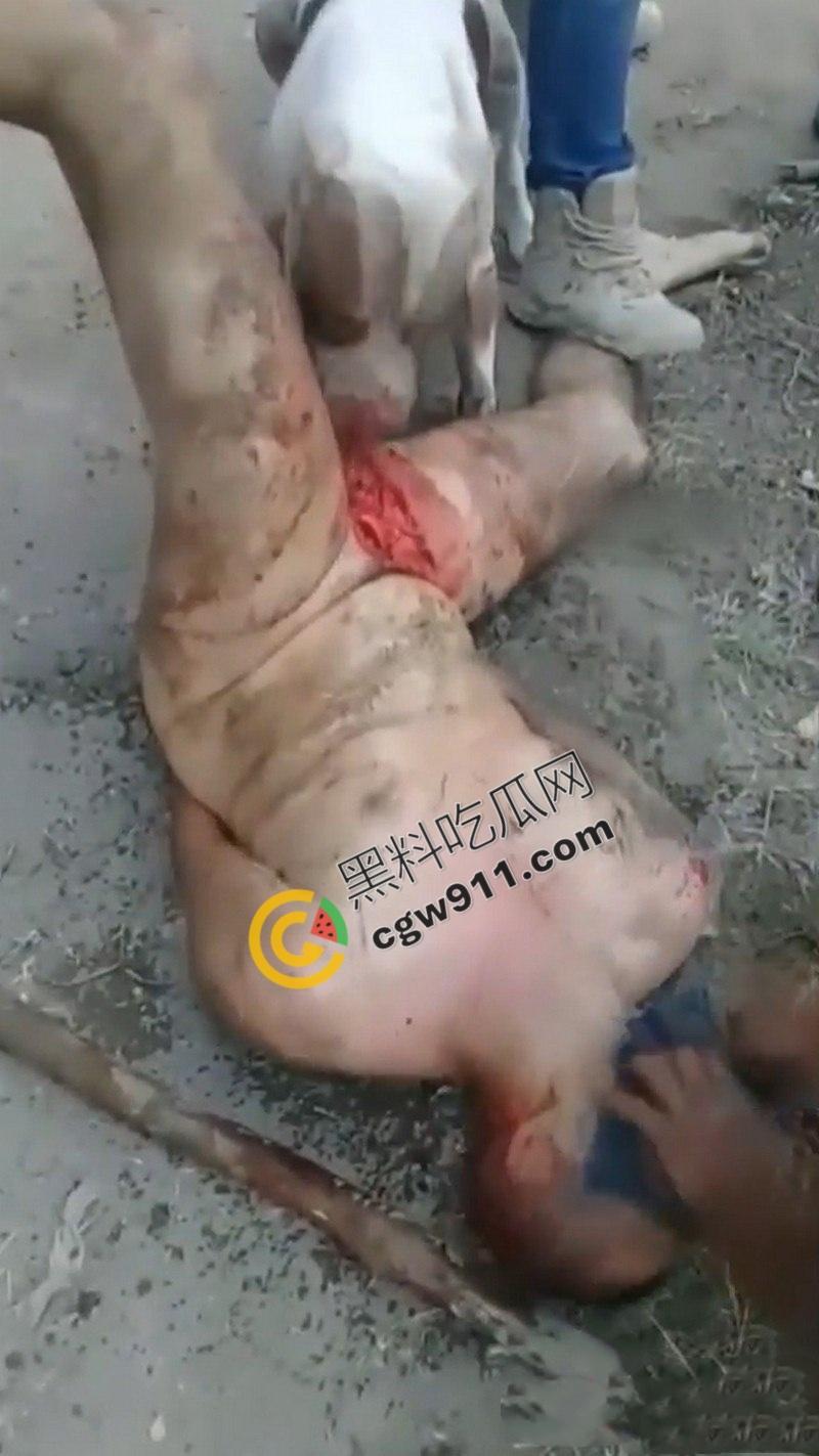墨西哥城黑帮刑事件：裸男遭受斗牛犬撕咬生吞下体生殖器，画面血腥到令人作呕！-6