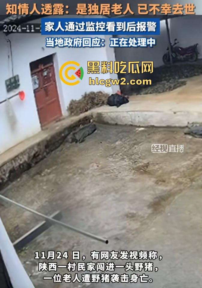 陕西安康野猪闯入民宅撕咬老人致死，老人被反复顶撞撕咬惨不忍睹，野猪仍在追捕中！-2