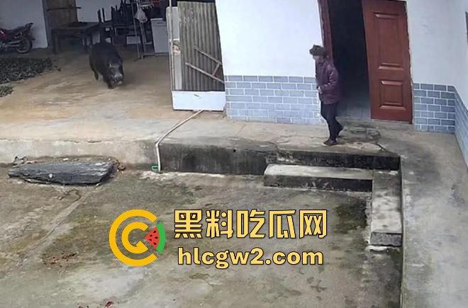 陕西安康野猪闯入民宅撕咬老人致死，老人被反复顶撞撕咬惨不忍睹，野猪仍在追捕中！-8